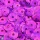 pink hologramm
