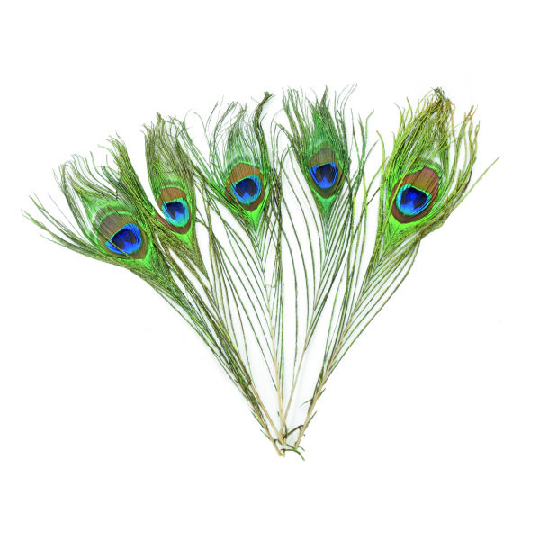 Pfauenfeder  5 Stk. 200 - 300 mm