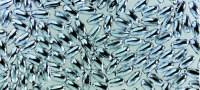 Silber-Olive  60 Stk. 3 x 6 mm