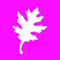 Stanzer L, Eichenblatt