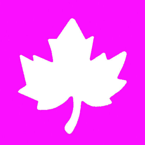 Stanzer XL, Ahornblatt