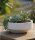 efco White Stone