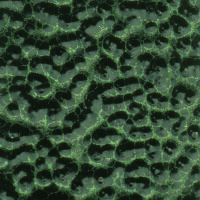 EFCOLOR, Farbschmelzpulver, grün Struktur, 10 ml