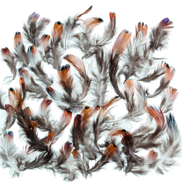 Herzfasan  natur, 2 g